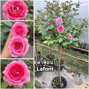 กุหลาบ-ทรีโรสลาฟ้อน Tree Rose Lafont สีชมพู หอมแรง