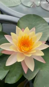 【Sean Planters】Hardy Waterlily Nymphaea Siam Amber 耐寒睡莲 莲花 Pokok Teratai Telepok Pokok Air