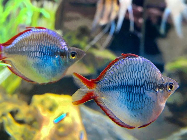 Freshwater Balloon Rainbow precoax Tropical Fish 4-5cm (NO