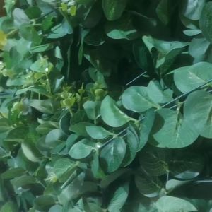 Lá Táo Giả . 1 nhánh lá táo giả .dùng cho bó cắm hoa sáp .hoa khô .hoa nhũ .