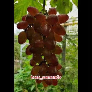 Bibit Anggur Import Baikonur New Asli Hasil Grafting