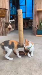 EUCAZA ที่ลับเล็บแมว การที่ฝนเล็บแมว ทำจากไม้จริง พร้อมส่ง ของเล็บแมว คอนโด แข็งแรง