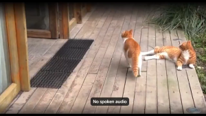 10PCS Anti-Cat Mat with Spikes Cat Repellent Mats Indoor Outdoor Anti Cat Dog Keep Cat Away