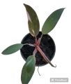 Philodendron Pink Princess

อนุบาลพร้อมส่ง. 
