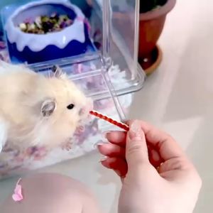 FurBaby🐹Meatism PET Snack Hamster Snack Cat Snack Dog Snack