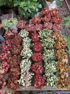 Cây cẩm nhung hay lá may mắn