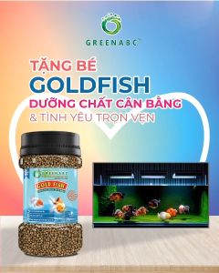 Thức ăn GoldFish GREENABC – Cá 3 đuôi – Cá vàng– Hàm lượng protein 40% giúp thúc đẩy hình thành đầu lên màu đẹp dáng đẹp – Hộp 50g