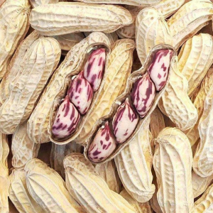 Colorful Shell-On Roasted Peanuts Wet Bake