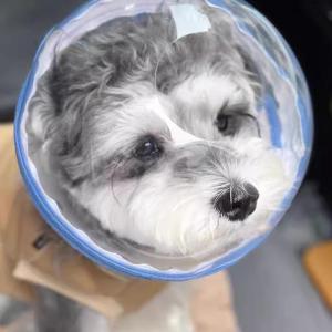 MENGMIAN | Bite Prevention Non-removable Dog Muzzle