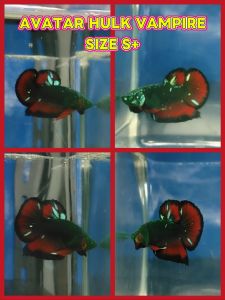 (Same as photo) Abatar Huk Vampire Betta Fish Size S+ Ikan Laga Show Gred