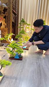 Bộ Tiểu Cảnh Cây Tùng Phong Thủy | Trang Trí Bàn Làm Việc Phòng Khách - Mang Lại Tài Lộc & Bình An - KHÔNG TƯỢNG