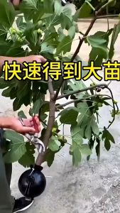 Plant Root Growing Box Propagation Ball Reusable Garden Growing Breeding Grafting Device Rooting Pod Seedling 植物高压繁殖球