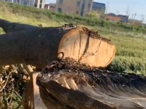 6 นิ้ว เลื่อยไฟฟ้า ยนตตัดไม้ เลื่อยยนตตัดไม้ 6 นิ้ว เลื่อยไฟฟ้าแบต เครื่องมือช่างไม้