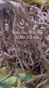 1Kg củ Ba kích Tím tươi hàng chọn loại 1 (Chưa tách lõi) - dùng Ngâm Rượu sắc nước uống nâng cao sinh lực