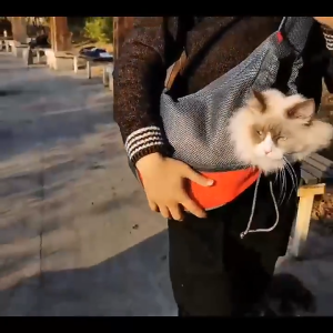 Pet outing bag chest crossbody cat bag breathable mesh small dog backpack pet supplies dog backpack