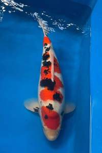 JAPAN MOMOTARO SANKE JUMBO 61cm at 6800 free shipping