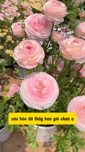 3 củ giống hoa mao lương ( hoa hồng ri ba tư ) hoa màu trắng