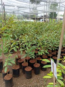 ต้นทุเรียนหมอนทองเสียบยอดแล้วพร้อมลงแปลงปลูกสูง40-60ชม.ขั้นต่ำ2ต้นขึ้นไป*โปรวันนี้ชื้อ10ต้นแถม1ต้น*