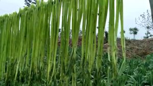 贡菜干货火锅专用下饭菜新鲜贡菜干脱水蔬菜苔菜旗舰店土特产级特 Gongcai Dried Hot Pot Special Dishes