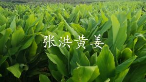 Cheong Hoong Turmeric Powder Sugar Free 44g