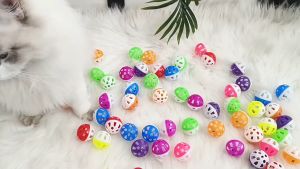 đồ chơi banh cho chó mèo 1 set 4 món - T3 PETS SHOP