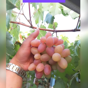 Bibit Anggur Import Julian