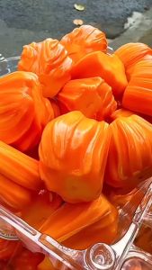 Bibit Buah Nangka Mini Merah Atau Nangka Madu