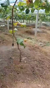 10PCS Konektor Selang Irigasi Hidroponik For 8/12mm 4/7mm Warna Hitam Barb Connector Untuk Sambungan Irigasi