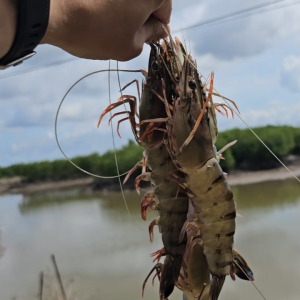 Tạo nền vi sinh vật BBA BioBase 1kg – Ức chế mầm bệnh giảm khí độc ổn định môi trường nước ao – Chính hãng Bình Minh Capital