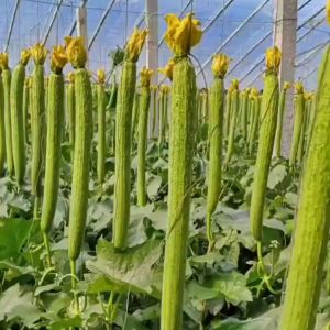 40 เมล็ด เมล็ดพันธุ์บวบหอมยาว ยาว40-60 ชม ปลูกง่าย โตเร็ว