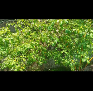 Siling Labuyo Seeds (Wild Variety) - Heat & Pest Tolerant High Germination Fresh Seeds Philippines