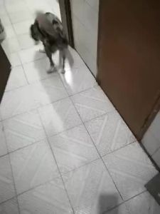 [Rẻ vô địch] Khay Vệ Sinh Chó Lớn - Thiết Kế Chắc Chắn Chống Cào Tã