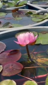 【Sean Planters】Hardy Waterlily Nymphaea Piriya 耐寒睡莲 莲花 Teratai Telepok