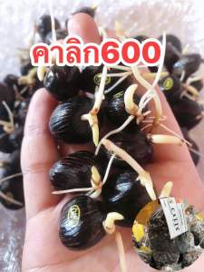 เมล็ดปาล์มคาลิก600ของแท้🇲🇾จำนวน50เมล็ดมีแถม(รับประกันทุกเมล็ด)การันตีงอก(มีใบรับรองสายพันธุ์ เมล็ดคัดคุณภาพ)