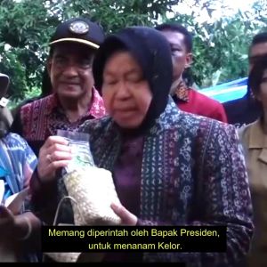 Mori Tea Kelor Teh Daun Kelor Meningkatkan Metabolisme Tubuh 25 gram