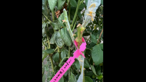 Grafting Tape  Fruit Tree Secateurs Engraft Branch Tool PVC Grafting Tape