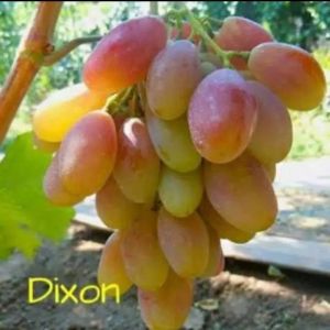 Bibit Anggur Import Dixon