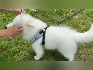 Marino Home ปลอกคอแมวกันเห็บ ปลอกคอกันหมัด ปลอกคอกำจัดเห็บ สำหรับแมวและสุนัข No.Y1742