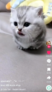 REMOV Obat Tetes Demam Panas Untuk Kucing Dan Anjing 10ml