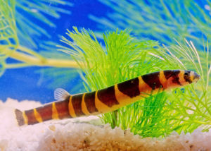 kuhli loach | Live animal