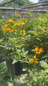 ดอกใบเด้นส์ Bidens ferulifolia ดอกทนแดด สีทูโทนสวยมากกก❤ดอกเดซี่ม่วงดอกใหญ่ สวยขนาด รวมผลิตภัณฑ์สวยใบดดกระทบต่อสุขภาพผิวหน้า ที่มีการคิดเห็นที่ดี