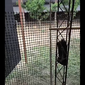 Plastic fence farming protective net for chickens and ducks household garden corn guard fence outdoor chicken coop enclosure net