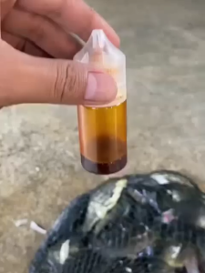 Essen Ikan Mas Harian Rame Indukan Babon aroma cabe sereh melati gacor 30ml 15ml(COD)