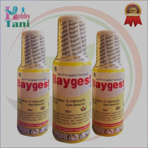 Baygest ZPT 40SL 35ML Asam Giberelat 40 g/l Zat Pengatur Tumbuh Mempercepat Pertumbuhan Tunas Buah