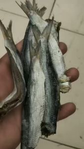 ปลาแห้ง ปลาซาร์ดีนตากแห้ง ปลาซาร์ดีน 1กิโลกรัม รสเค็ม สะอาด อร่อย มีราคาส่ง มีเก็บปลายทาง