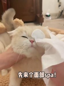 ถุงมืออาบที่ชุ่มชื่น (6ชิ้น/ห่อ) ที่ชุ่มชื่น ถูกเจาะด้วยเช็ดตัว ถูกที่ชุ่มชื่น ถูกทำการสะอาดสุนัข ถูกทำการสะอาด และสัตว์เลี้ยง 6ชิ้น