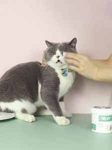 BOB PET Pet Dental Wipes For Dogs Dog Teeth Eye Wipes Ear Wipes Finger Wipes Cleaner Cat Universal Pet Toothbrush Remove Tartar Clean Wipes