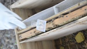 Alat penjepit ratu queen bee lebah clip beekeeping beekepeer ratu lebah capit lebah madu bee