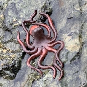 Đồ Chơi Mô Phỏng Tôm Hùm Giả Bằng Cao Su Mềm Cho Trẻ Em Mẫu Giáo Đồ Trang Trí Mô Hình Động Vật Đại Dương Đồ Chơi Bán Hải Sản