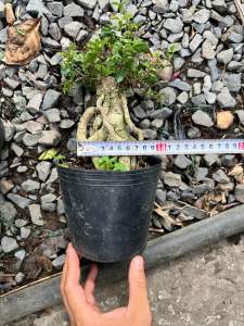 Hồng Ngọc Mai bonsai mini